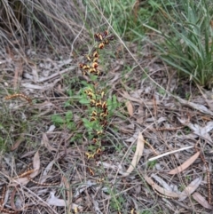 Daviesia genistifolia at Hackett, ACT - 3 Sep 2021