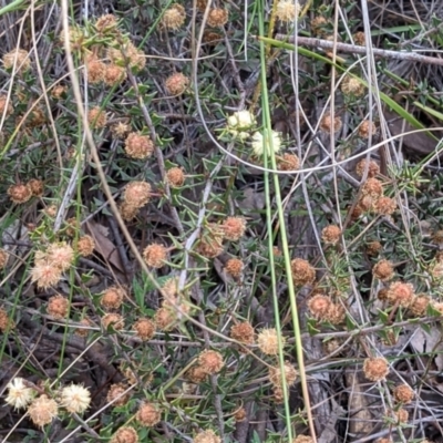 Acacia gunnii (Ploughshare Wattle) at Mount Majura - 3 Sep 2021 by abread111