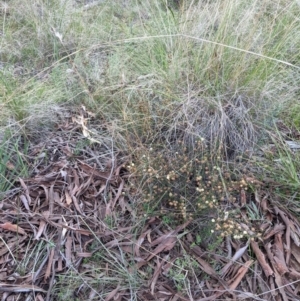 Acacia gunnii at Hackett, ACT - 3 Sep 2021