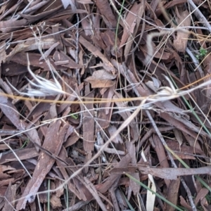 Themeda triandra at Hackett, ACT - 3 Sep 2021 03:31 PM