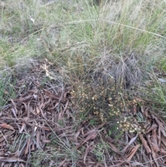 Themeda triandra at Hackett, ACT - 3 Sep 2021