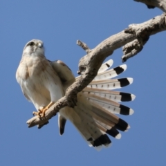 Falco cenchroides (Nankeen Kestrel) at Majura, ACT - 3 Sep 2021 by jbromilow50