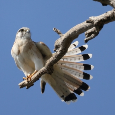 Falco cenchroides (Nankeen Kestrel) at Majura, ACT - 3 Sep 2021 by jbromilow50