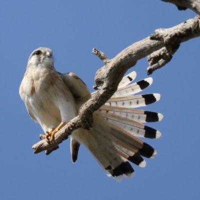 Falco cenchroides (Nankeen Kestrel) at Majura, ACT - 3 Sep 2021 by jb2602