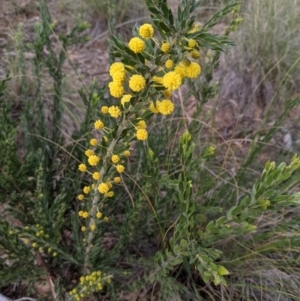 Acacia paradoxa at Hackett, ACT - 3 Sep 2021 03:33 PM