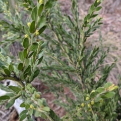 Acacia paradoxa at Hackett, ACT - 3 Sep 2021