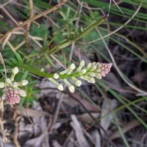 Stackhousia monogyna at Hackett, ACT - 3 Sep 2021