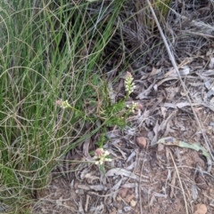 Stackhousia monogyna at Hackett, ACT - 3 Sep 2021