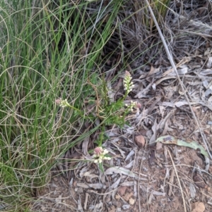 Stackhousia monogyna at Hackett, ACT - 3 Sep 2021