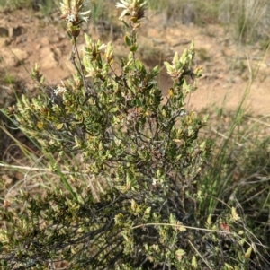 Brachyloma daphnoides at Downer, ACT - 3 Sep 2021 03:41 PM