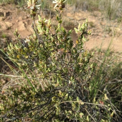 Brachyloma daphnoides (Daphne Heath) at Downer, ACT - 3 Sep 2021 by abread111