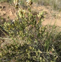Brachyloma daphnoides (Daphne Heath) at Mount Majura - 3 Sep 2021 by abread111