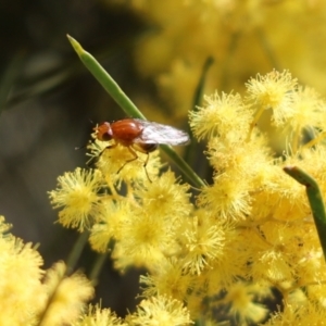 Lauxaniidae (family) at Cook, ACT - 3 Sep 2021 10:52 AM