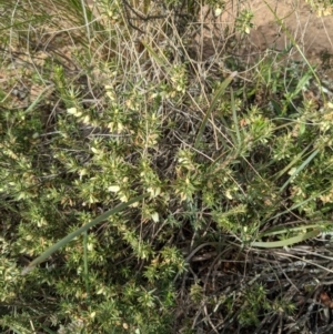 Melichrus urceolatus at Downer, ACT - 3 Sep 2021