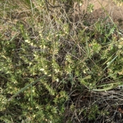 Melichrus urceolatus (Urn Heath) at Mount Majura - 3 Sep 2021 by abread111