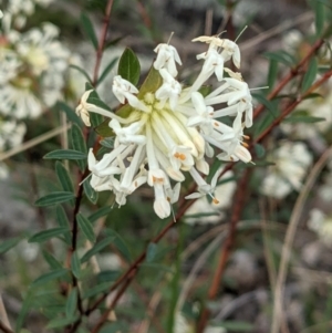 Pimelea linifolia at Downer, ACT - 3 Sep 2021 03:44 PM