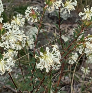 Pimelea linifolia at Downer, ACT - 3 Sep 2021 03:44 PM