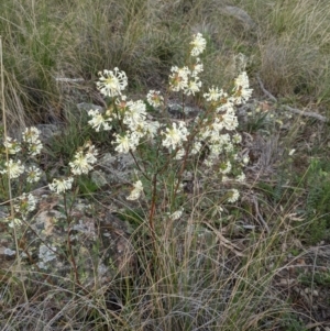 Pimelea linifolia at Downer, ACT - 3 Sep 2021 03:44 PM