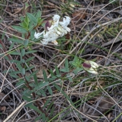 Pimelea linifolia at Downer, ACT - 3 Sep 2021 03:44 PM