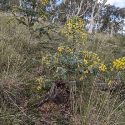 Acacia baileyana (Cootamundra Wattle, Golden Mimosa) at Mount Majura - 3 Sep 2021 by abread111