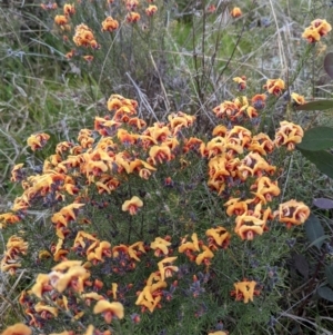 Dillwynia sp. Yetholme (P.C.Jobson 5080) NSW Herbarium at Hackett, ACT - 3 Sep 2021 03:52 PM