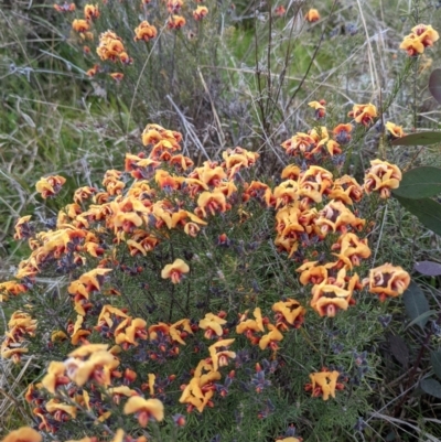 Dillwynia sp. Yetholme (P.C.Jobson 5080) NSW Herbarium at Hackett, ACT - 3 Sep 2021 by abread111