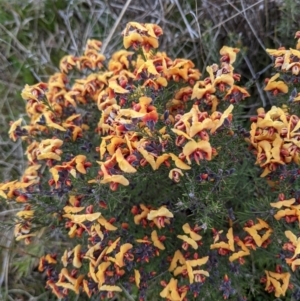 Dillwynia sp. Yetholme (P.C.Jobson 5080) NSW Herbarium at Hackett, ACT - 3 Sep 2021 03:52 PM