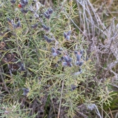 Dillwynia sp. Yetholme (P.C.Jobson 5080) NSW Herbarium at Hackett, ACT - 3 Sep 2021 03:52 PM