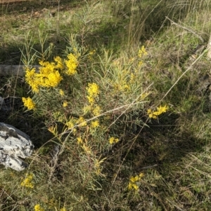 Acacia boormanii at Hackett, ACT - 3 Sep 2021