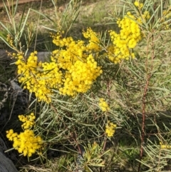 Acacia boormanii at Hackett, ACT - 3 Sep 2021 04:13 PM