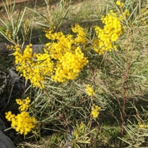 Acacia boormanii at Hackett, ACT - 3 Sep 2021 04:13 PM