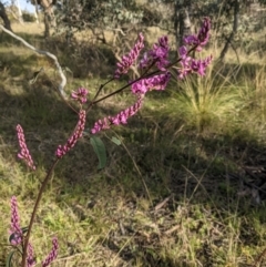 Indigofera australis subsp. australis (Australian Indigo) at Hackett, ACT - 3 Sep 2021 by abread111