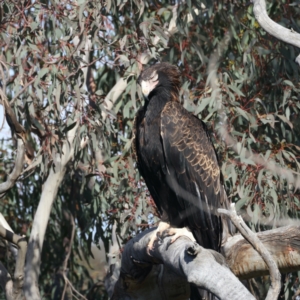 Aquila audax at Majura, ACT - suppressed