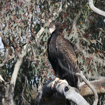 Aquila audax (Wedge-tailed Eagle) at Mount Ainslie - 2 Sep 2021 by jb2602