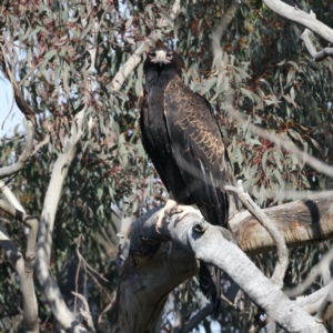 Aquila audax at Majura, ACT - 2 Sep 2021