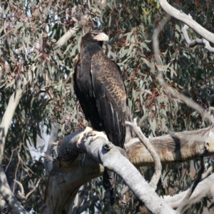 Aquila audax at Majura, ACT - suppressed