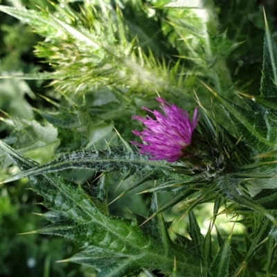 Silybum marianum (Variegated Thistle) at Mount Painter - 3 Sep 2021 by drakes