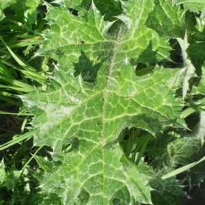 Silybum marianum at Cook, ACT - 3 Sep 2021