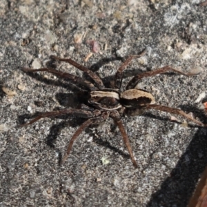 Venatrix pseudospeciosa at Kaleen, ACT - 3 Sep 2021 01:55 PM