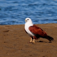 Haliastur indus (Brahminy Kite) at Nudgee Beach, QLD - 8 Jul 2014 by Harrisi