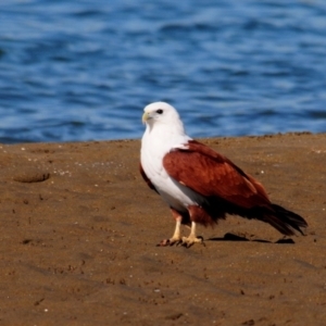 Haliastur indus at Nudgee Beach, QLD - 8 Jul 2014