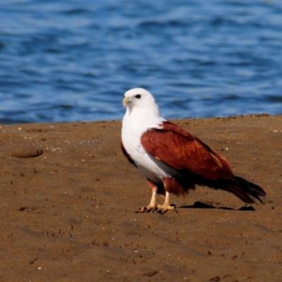 Haliastur indus (Brahminy Kite) at Nudgee Beach, QLD - 8 Jul 2014 by Harrisi