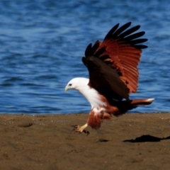 Haliastur indus at Nudgee Beach, QLD - 8 Jul 2014