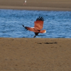 Haliastur indus at Nudgee Beach, QLD - 8 Jul 2014