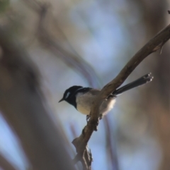 Malurus cyaneus (Superb Fairywren) at Gundaroo, NSW - 3 Sep 2021 by Gunyijan