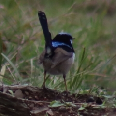 Malurus cyaneus at Gundaroo, NSW - 3 Sep 2021