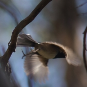 Malurus cyaneus at Gundaroo, NSW - 3 Sep 2021