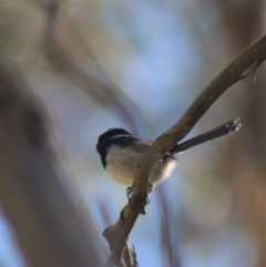 Malurus cyaneus at Gundaroo, NSW - 3 Sep 2021 12:50 PM