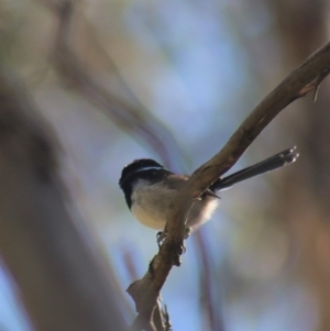 Malurus cyaneus at Gundaroo, NSW - 3 Sep 2021 12:50 PM