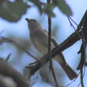 Pachycephala pectoralis at Gundaroo, NSW - 3 Sep 2021